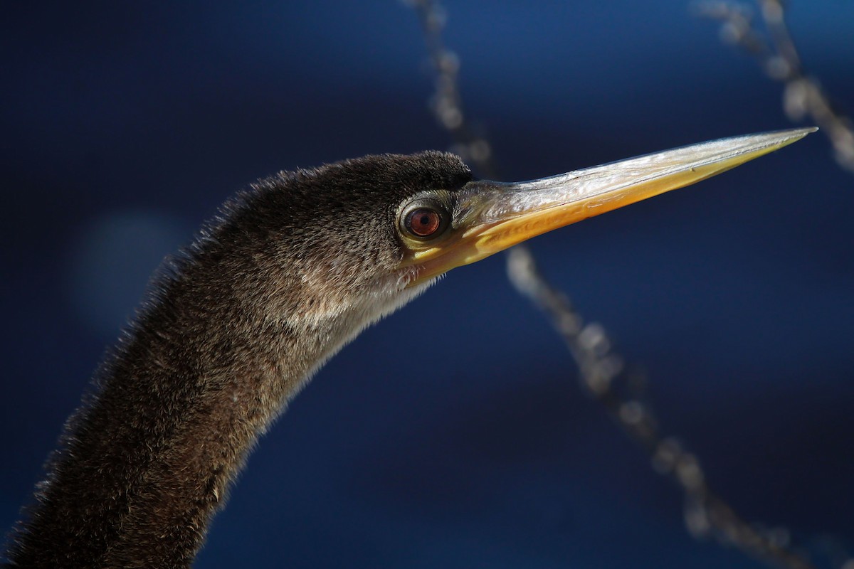 Anhinga - ML646250173