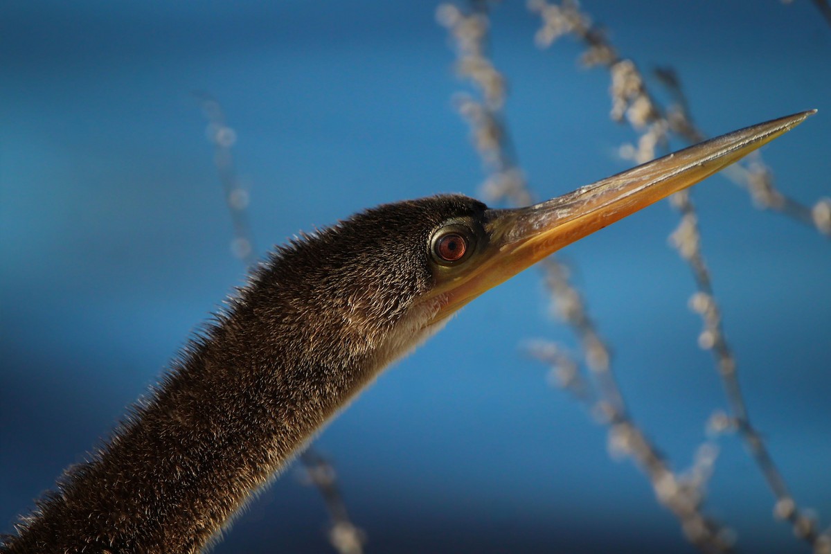Anhinga - ML646250174