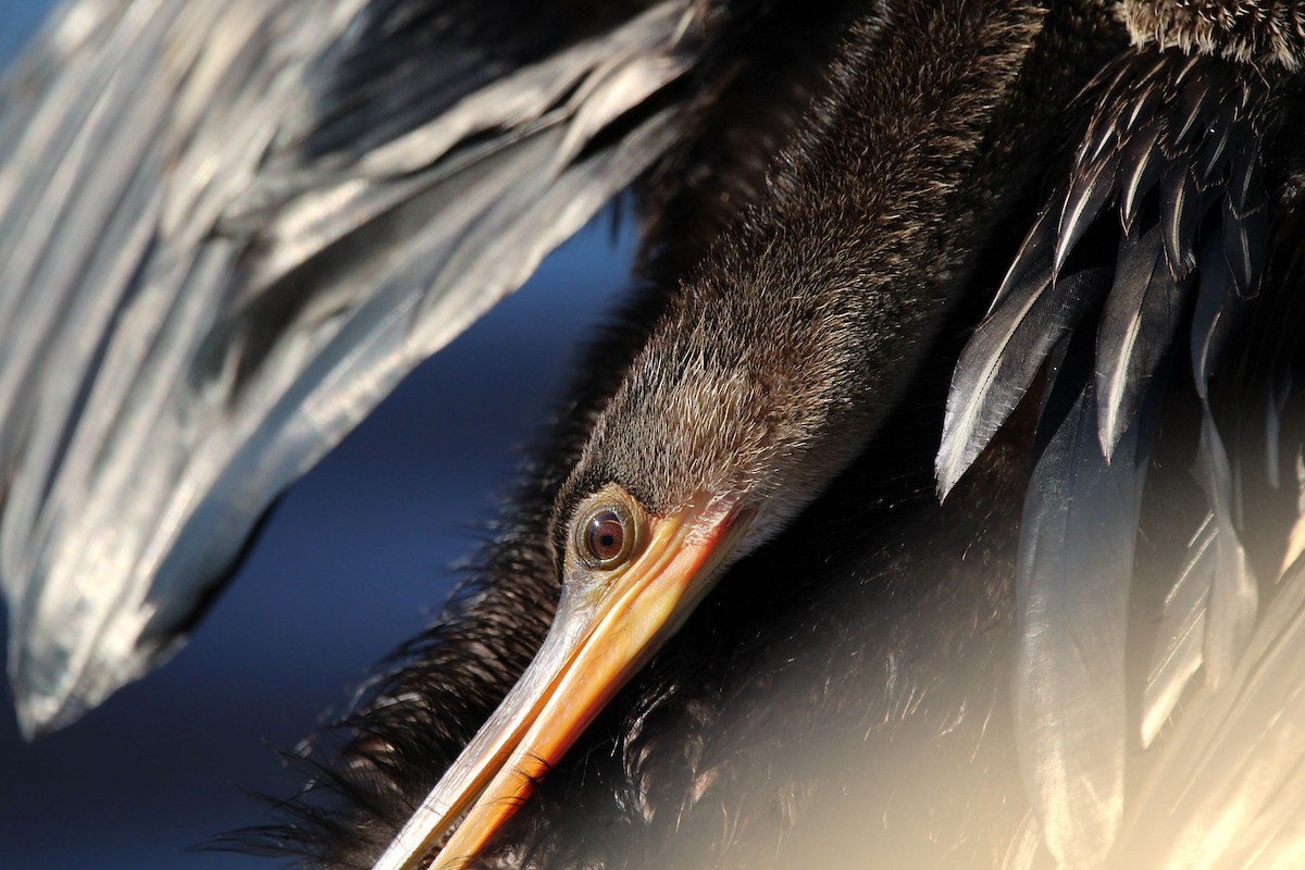 Anhinga - ML646250175