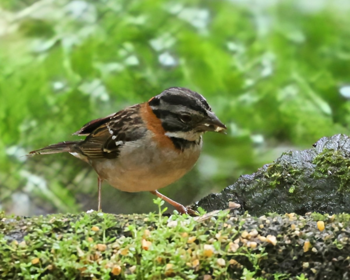 Rufous-collared Sparrow - ML646250183