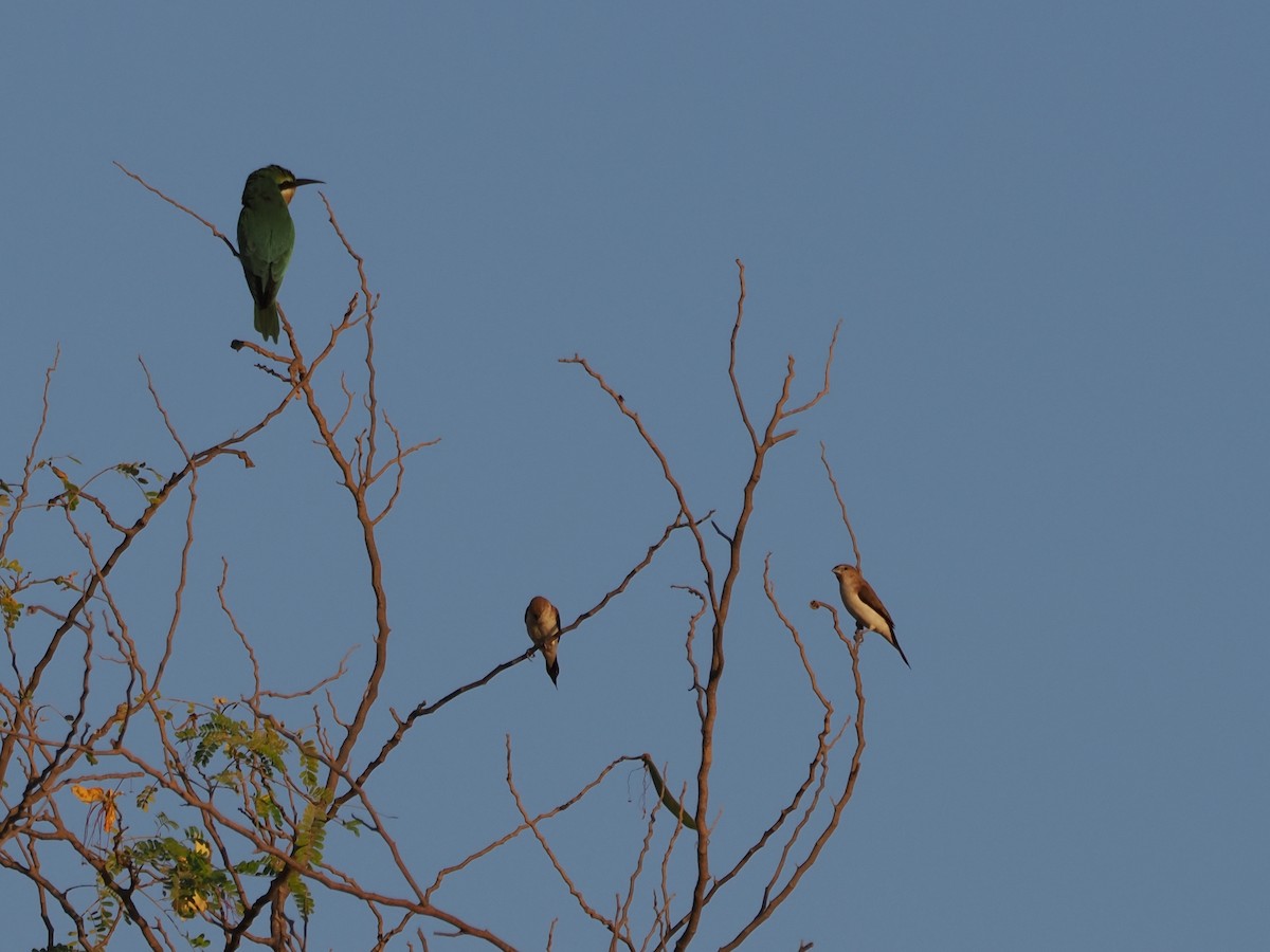 African Silverbill - ML646250190