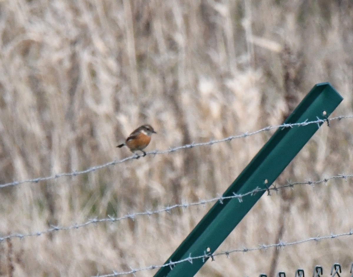 European Stonechat - ML646250192