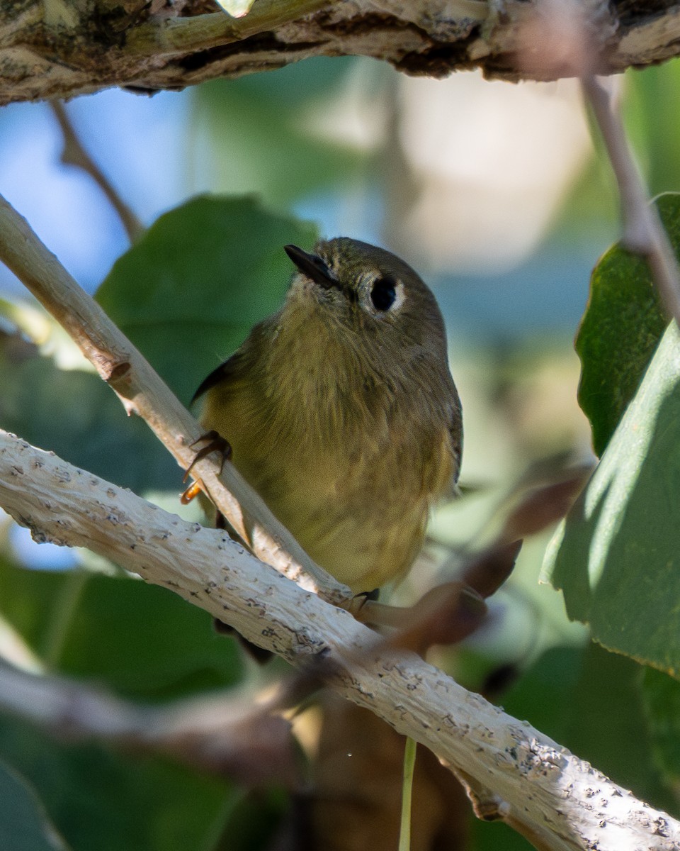 králíček americký - ML646250205