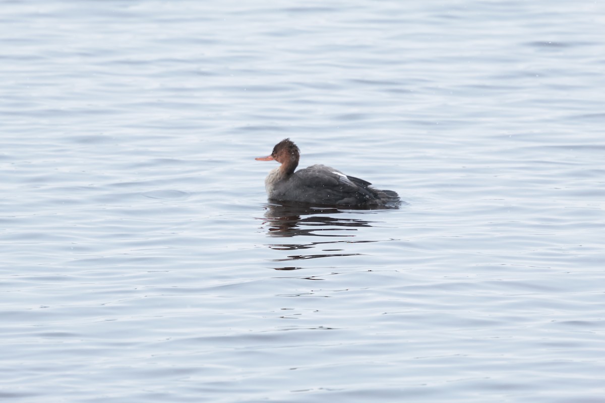 morčák prostřední - ML646250222