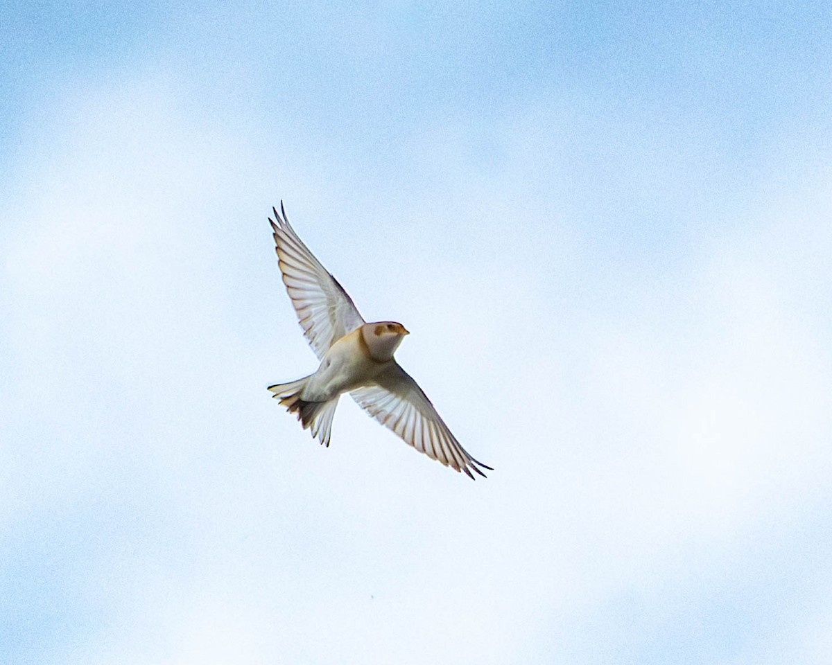 sněhule severní - ML646250224