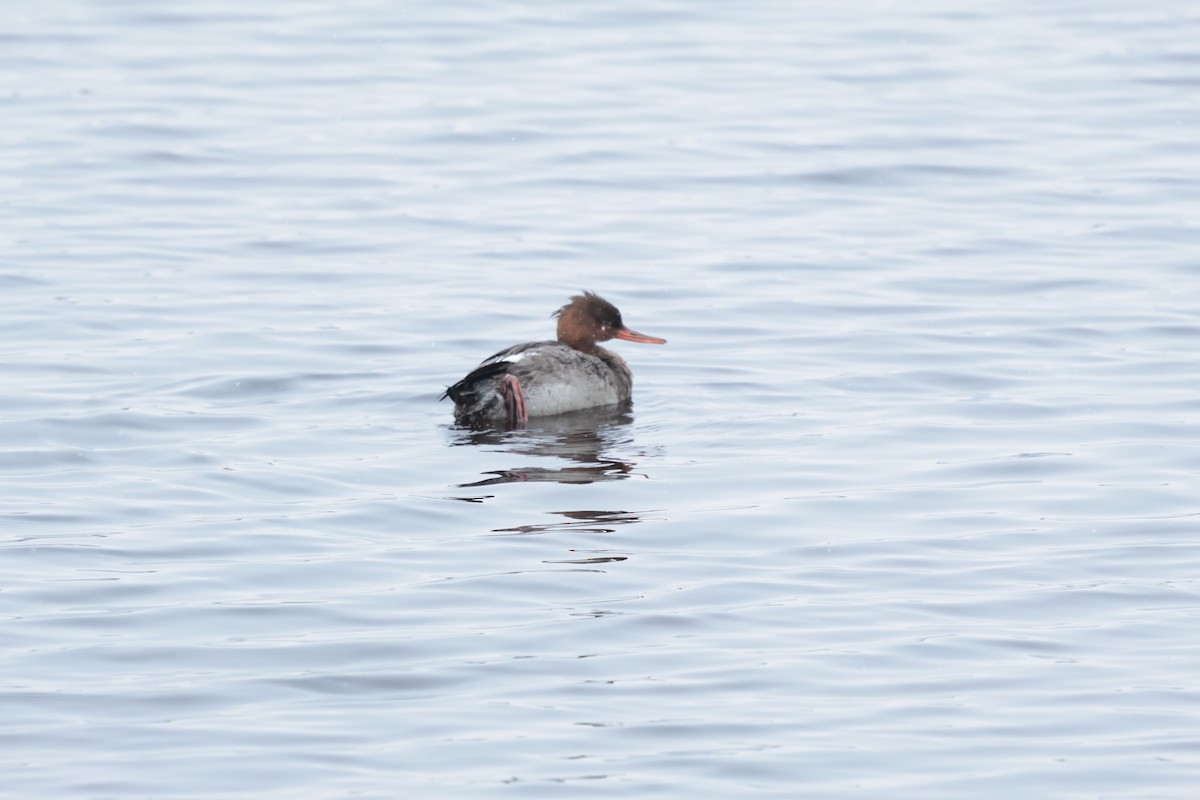 morčák prostřední - ML646250225