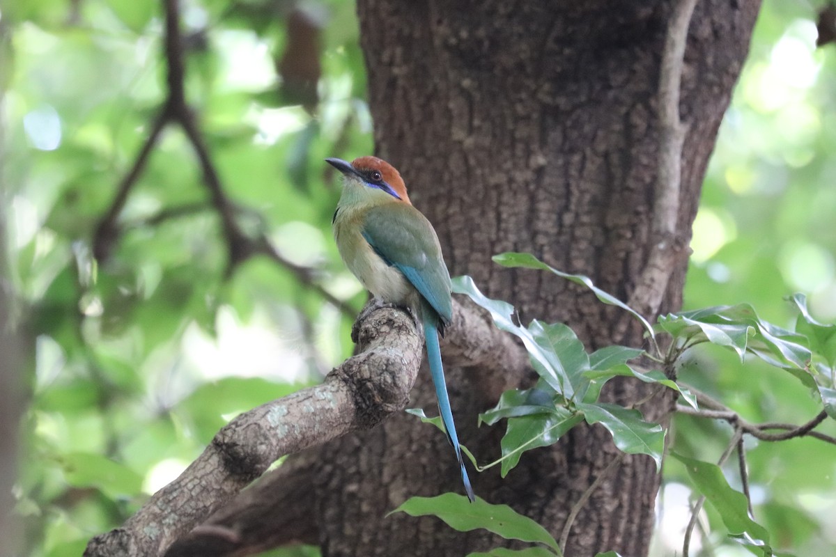 Russet-crowned Motmot - ML646250226