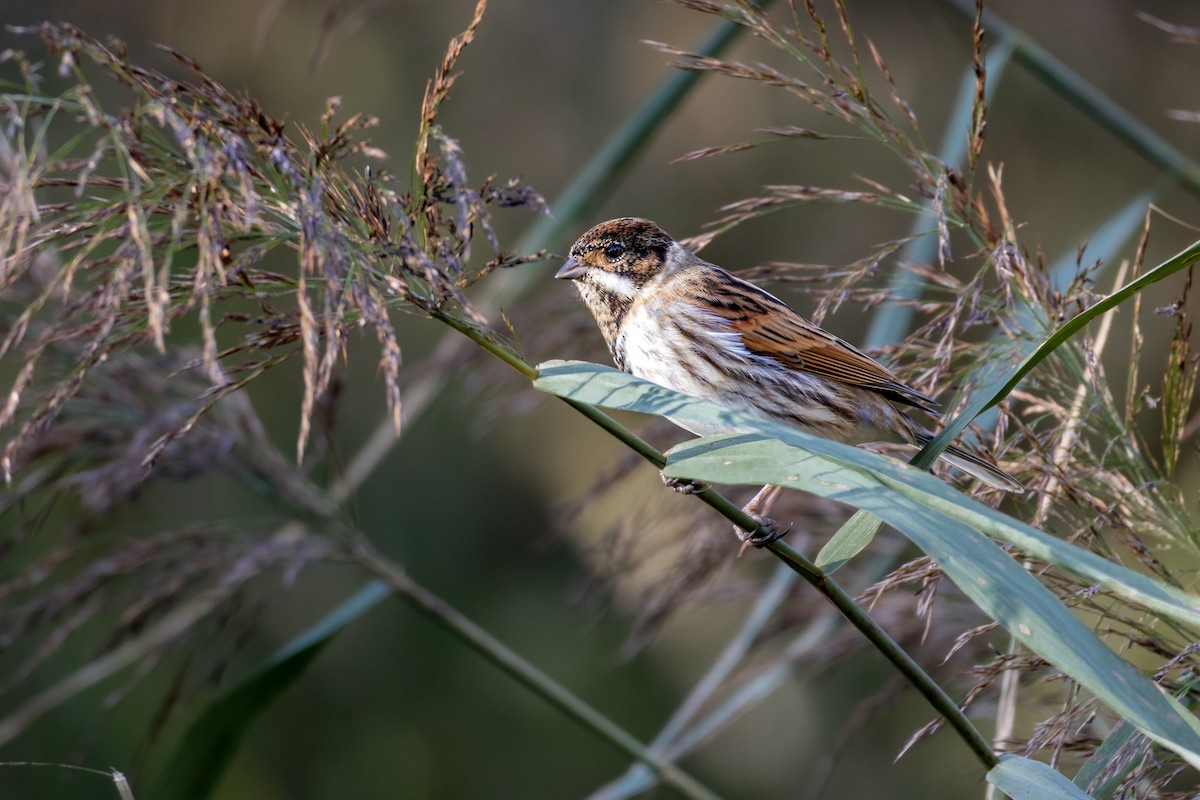 strnad rákosní - ML646250227