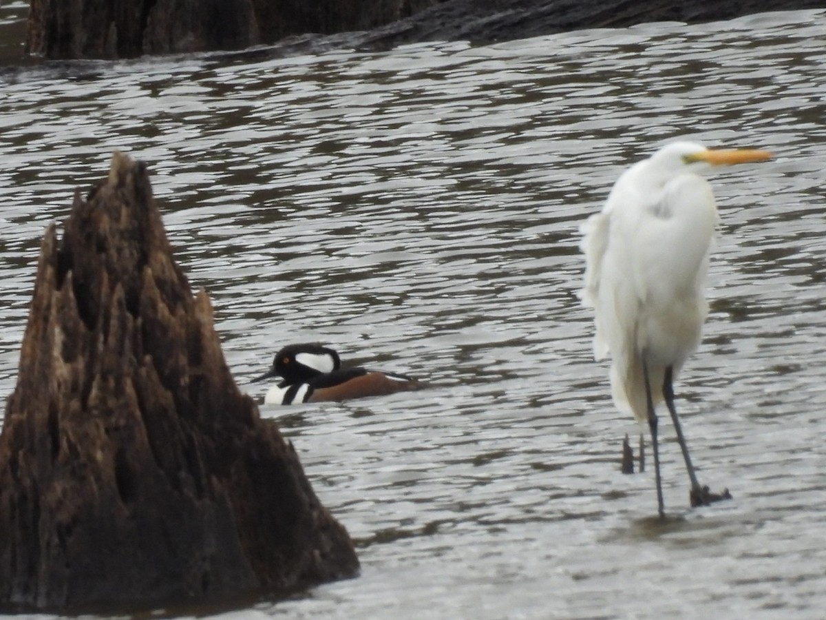 Hooded Merganser - ML646250235