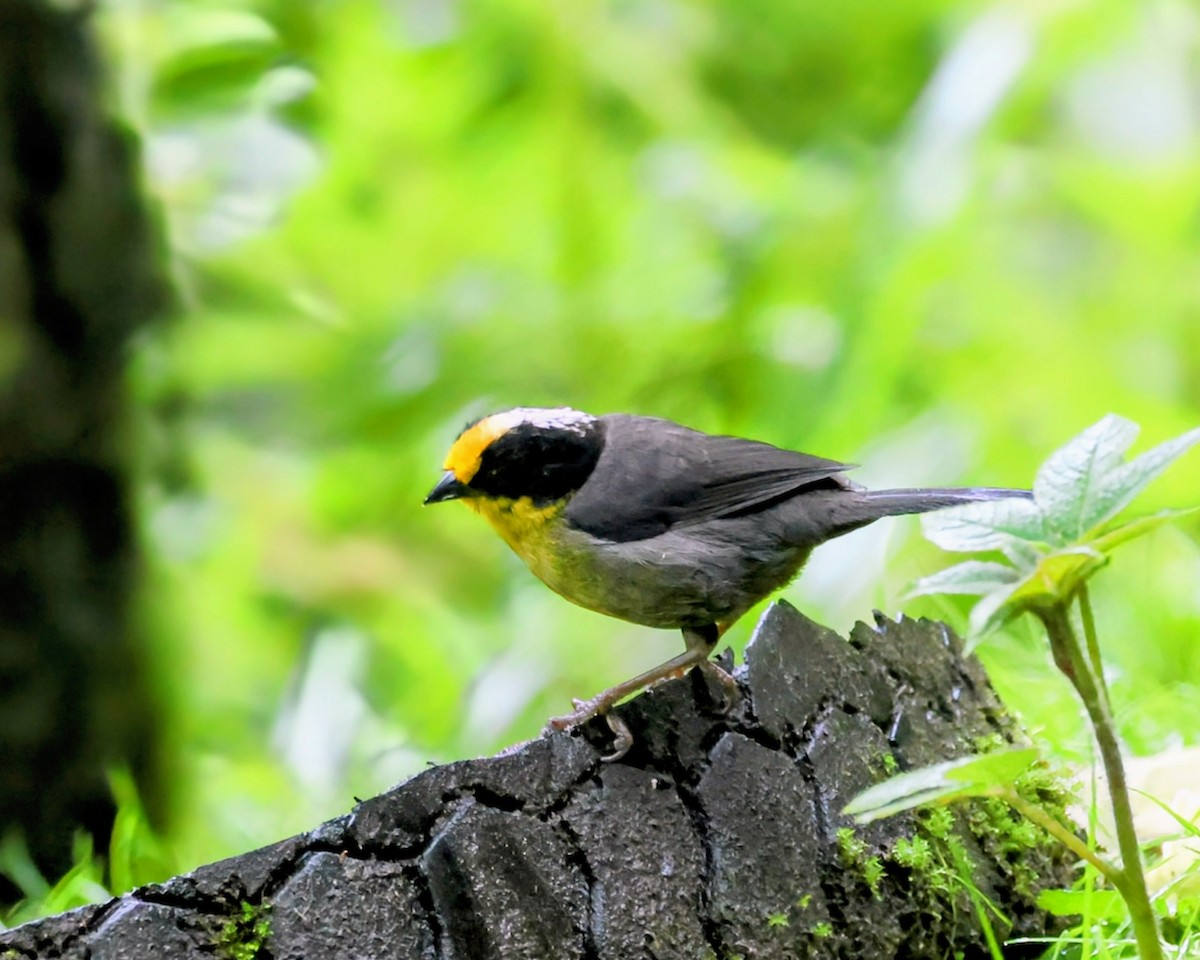 Pale-naped Brushfinch - ML646250240