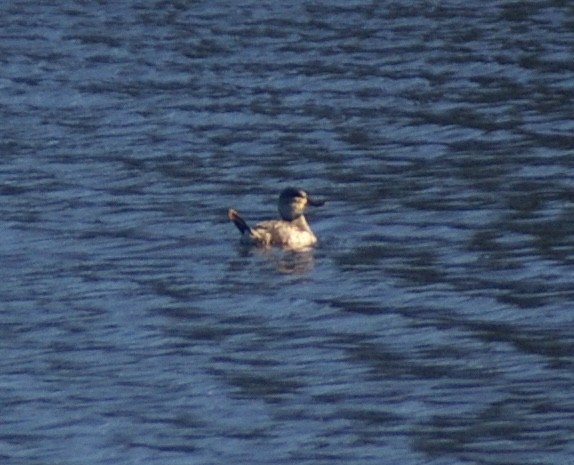 Amerika Dikkuyruğu - ML646250243