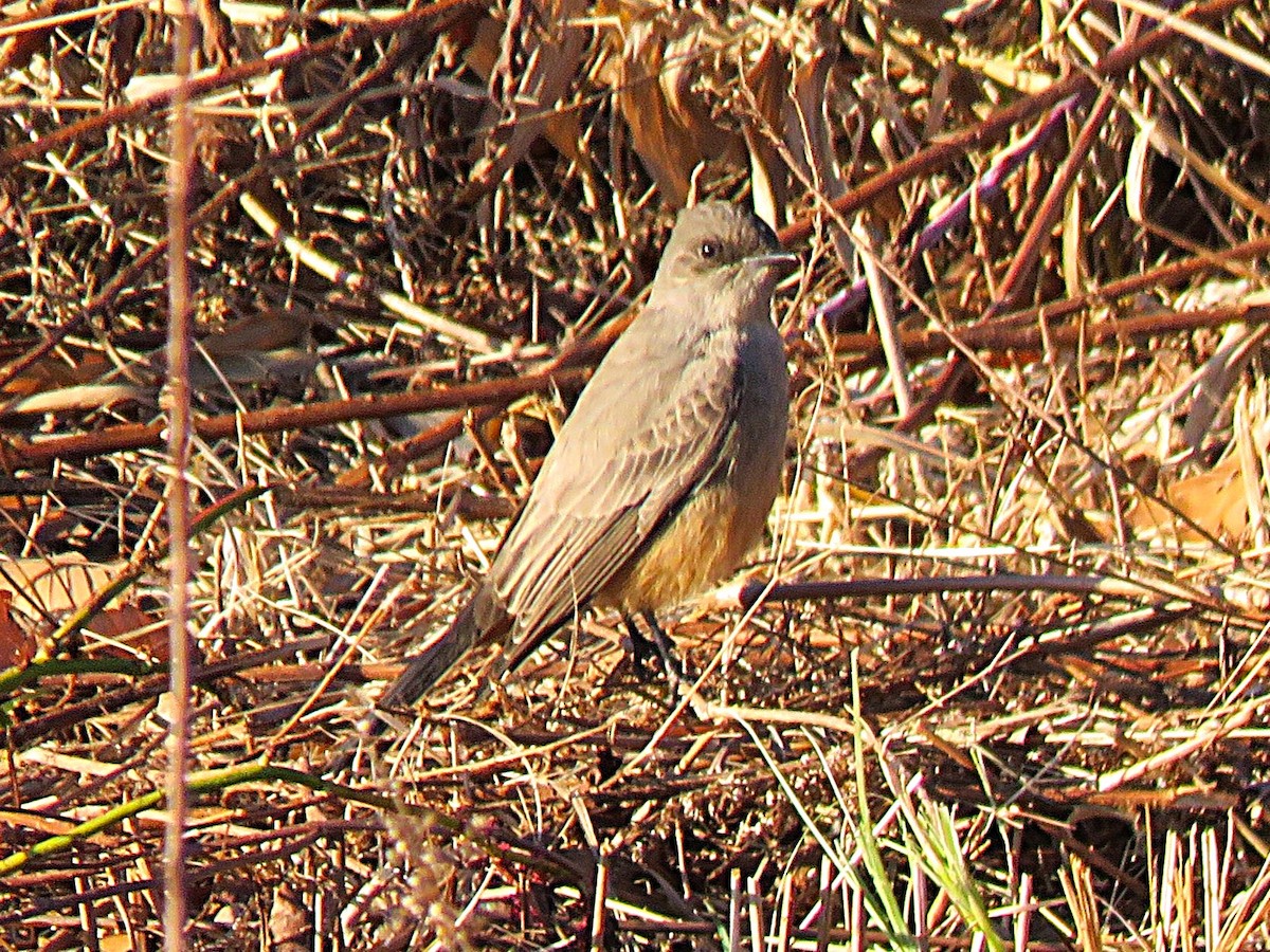 Say's Phoebe - ML646250244