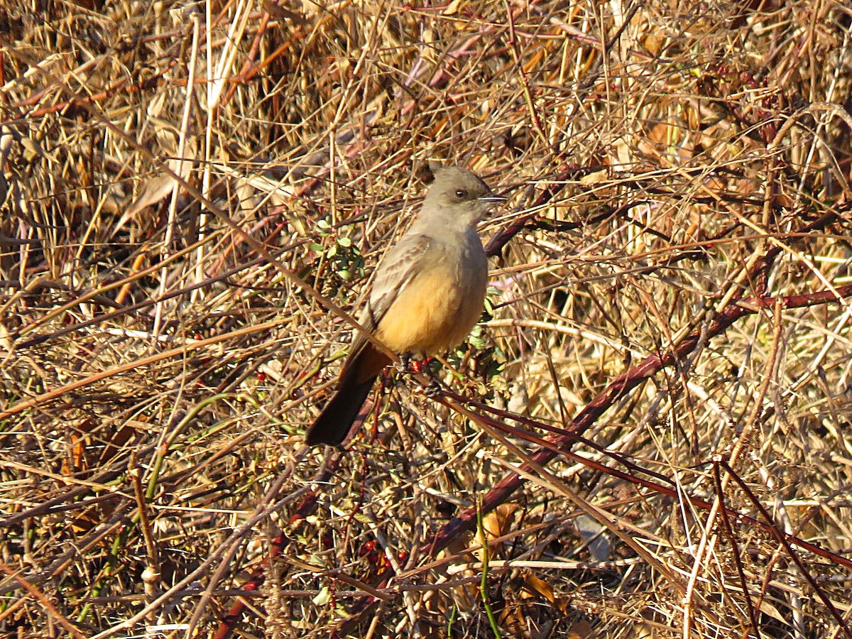 Say's Phoebe - ML646250245