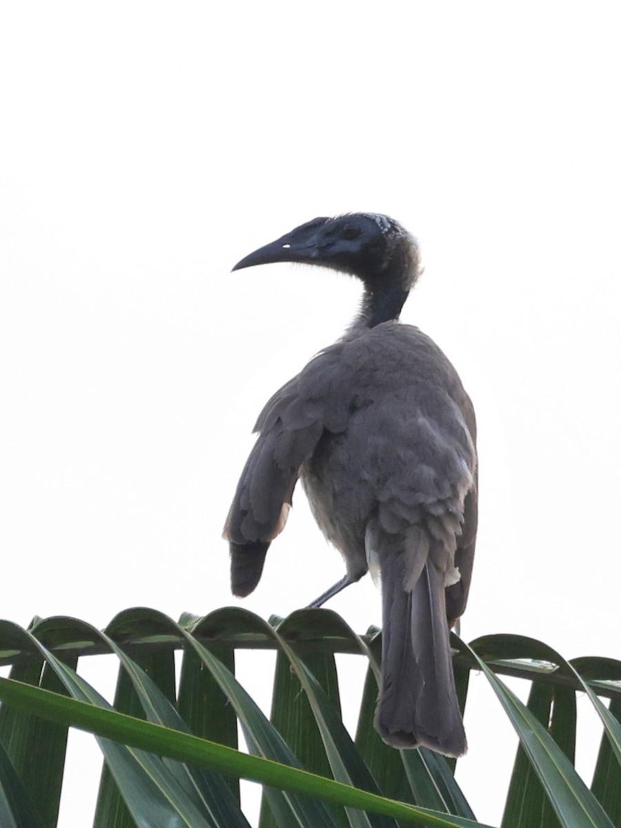 Helmlederkopf - ML646250248