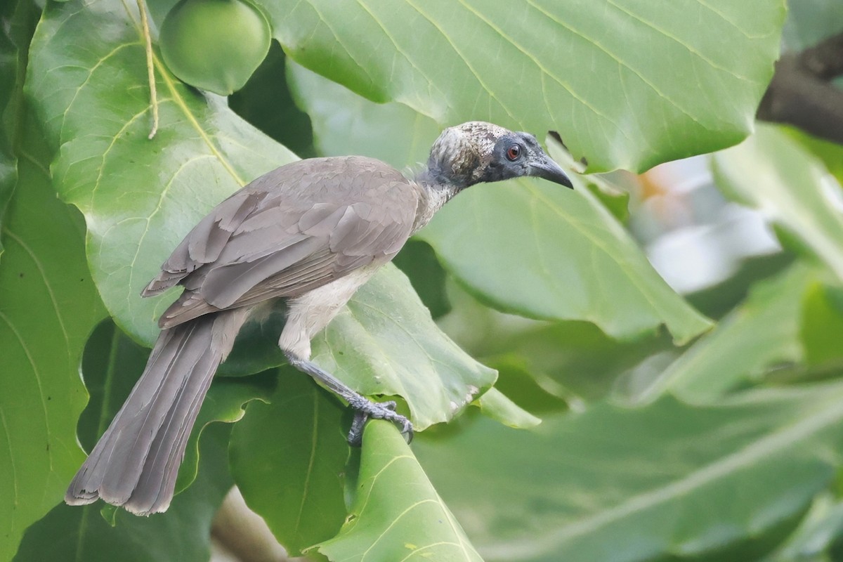 Helmlederkopf - ML646250249