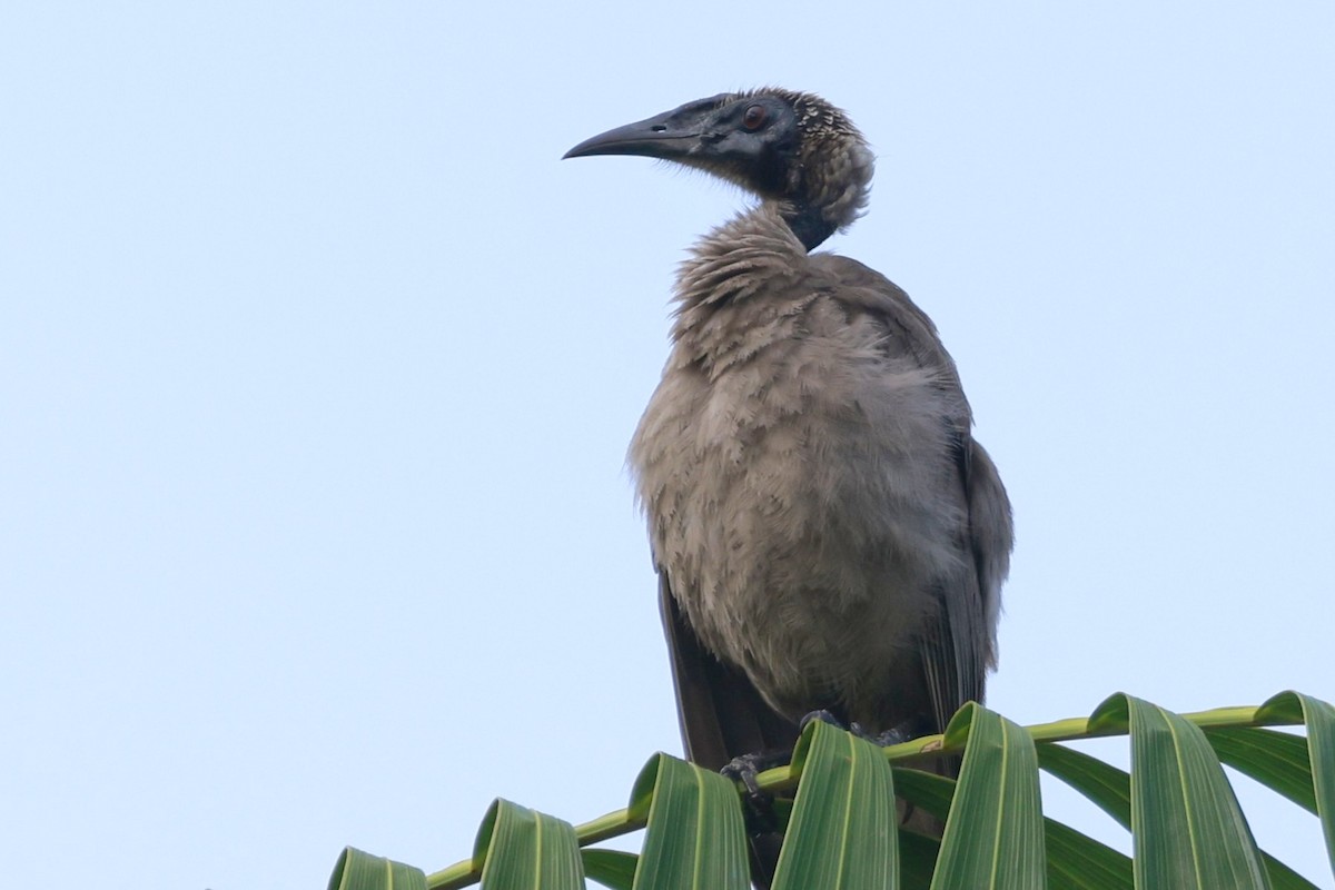 Helmlederkopf - ML646250250