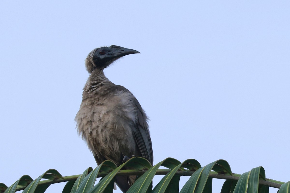 Helmlederkopf - ML646250252