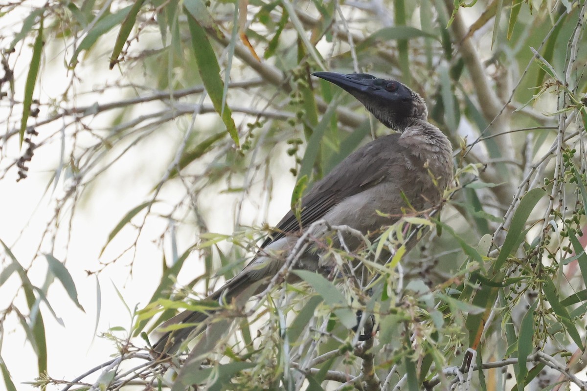 Helmlederkopf - ML646250253