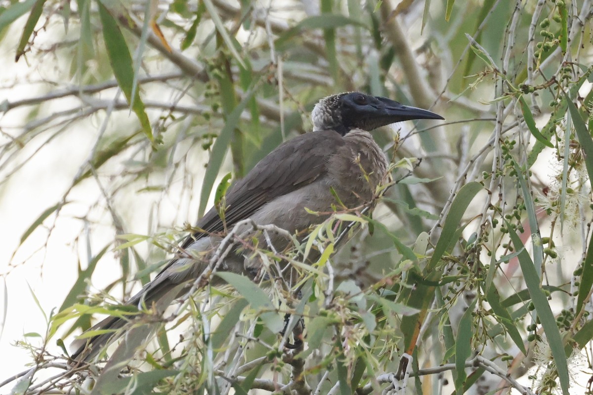 Helmlederkopf - ML646250254