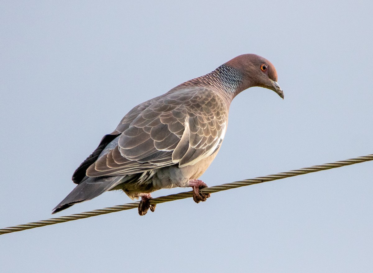 Pikazuro Güvercini - ML646250255