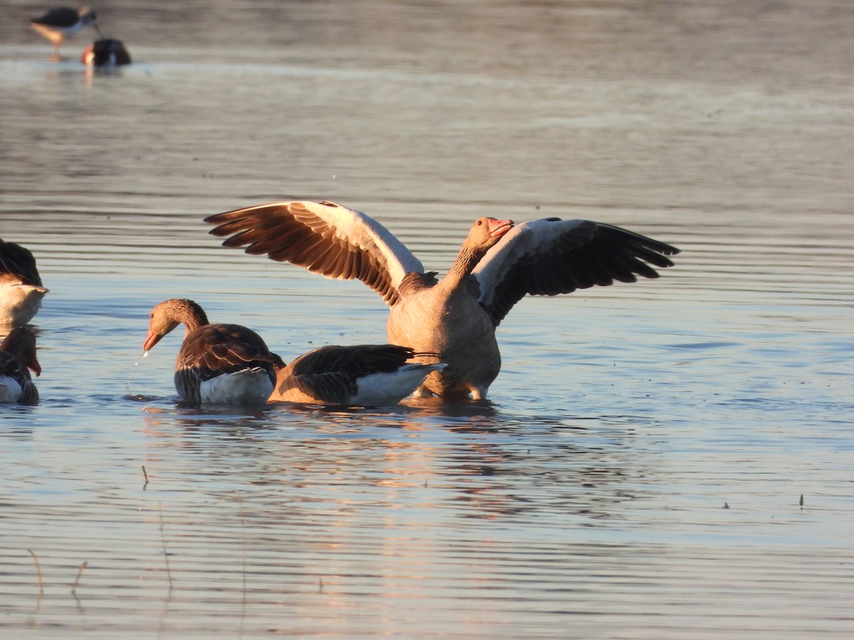 grågås - ML646250258