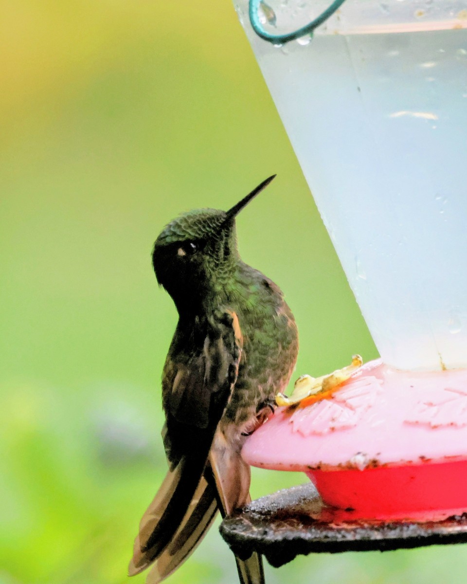 Buff-tailed Coronet - ML646250259