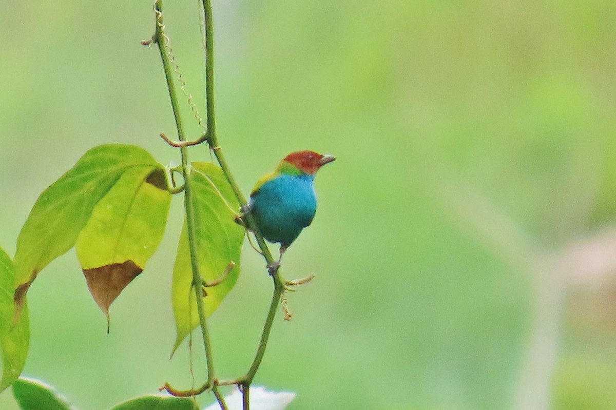 Bay-headed Tanager - ML646250260