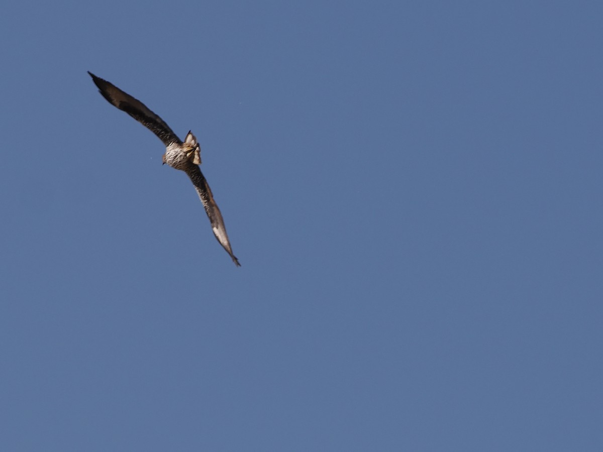 Bonelli's Eagle - ML646250262