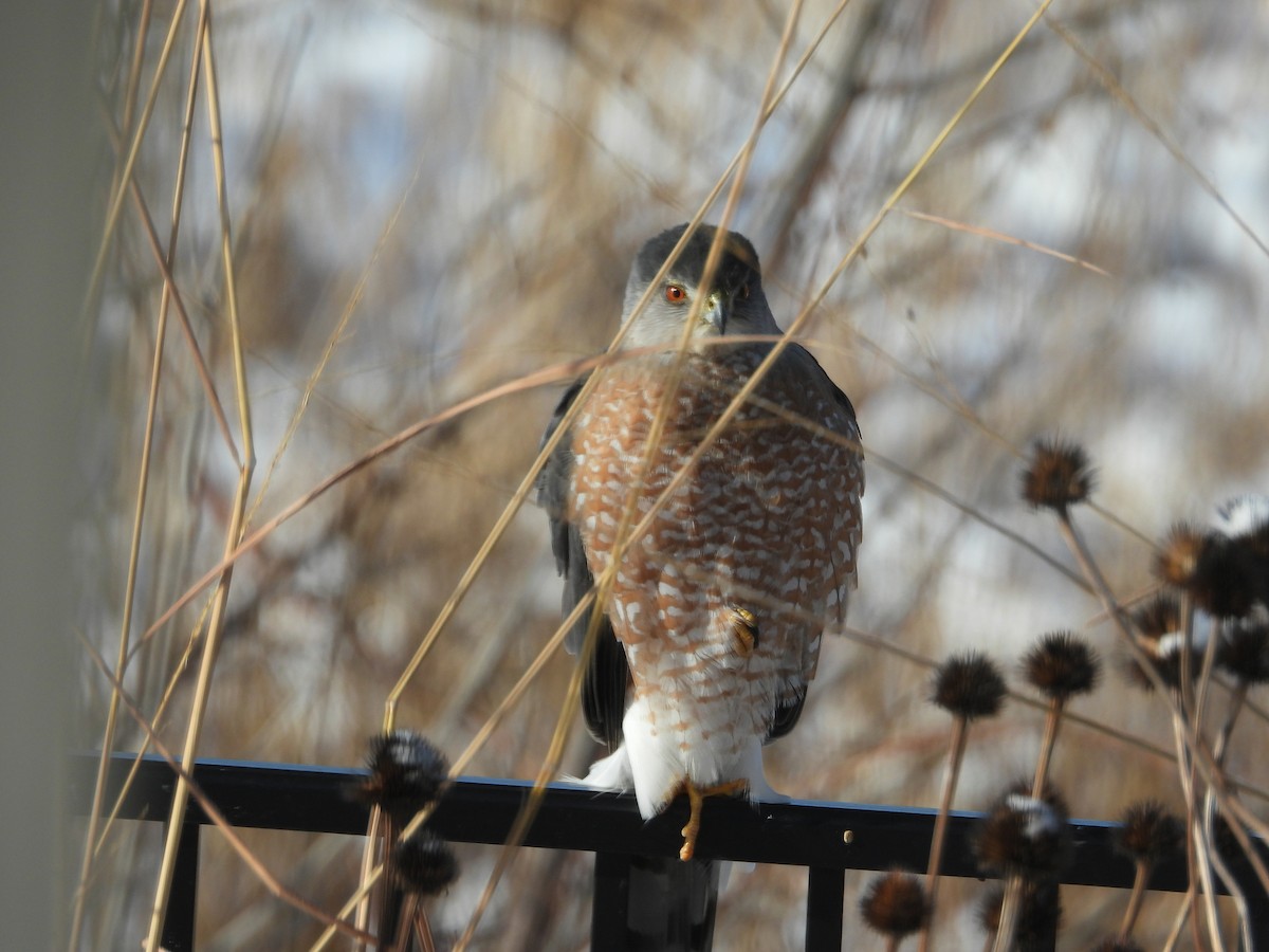 Cooper's Hawk - ML646250265