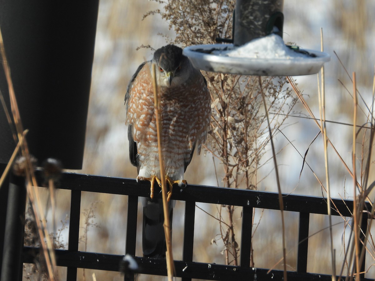 Cooper's Hawk - ML646250266