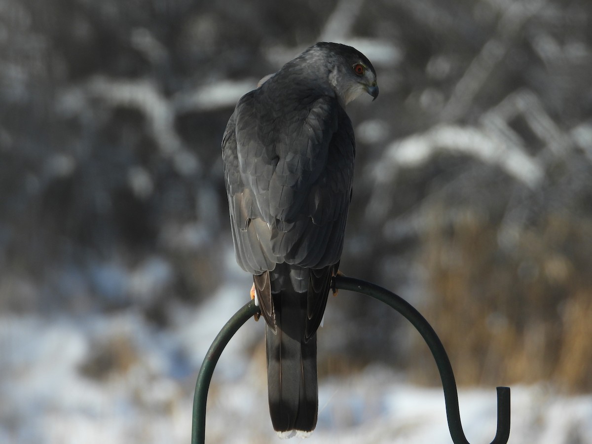 Cooper's Hawk - ML646250267