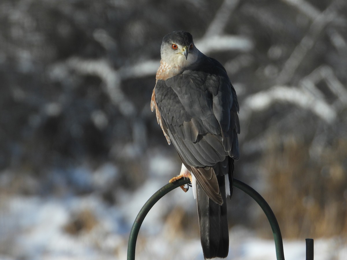 Cooper's Hawk - ML646250268