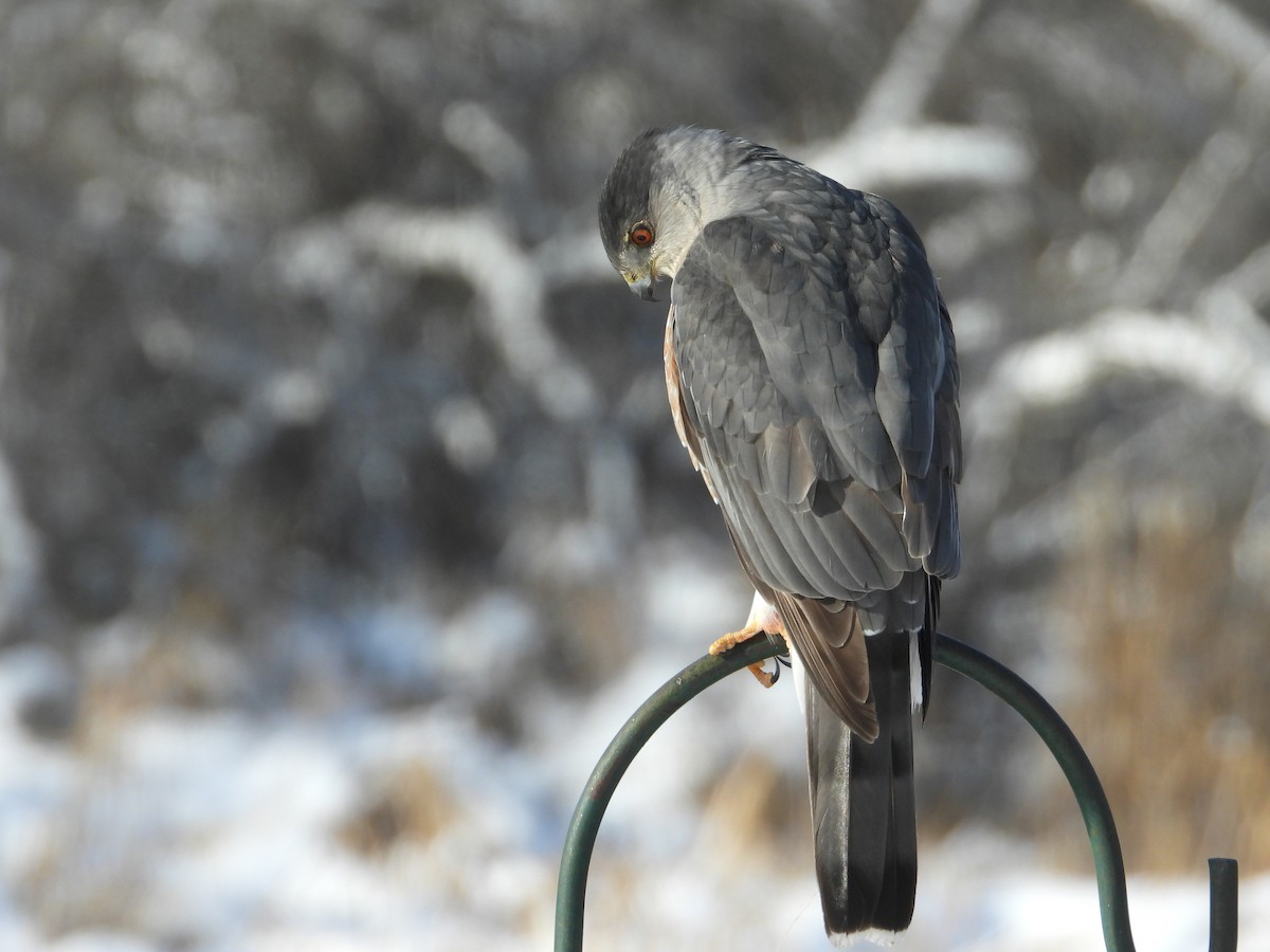 Cooper's Hawk - ML646250269