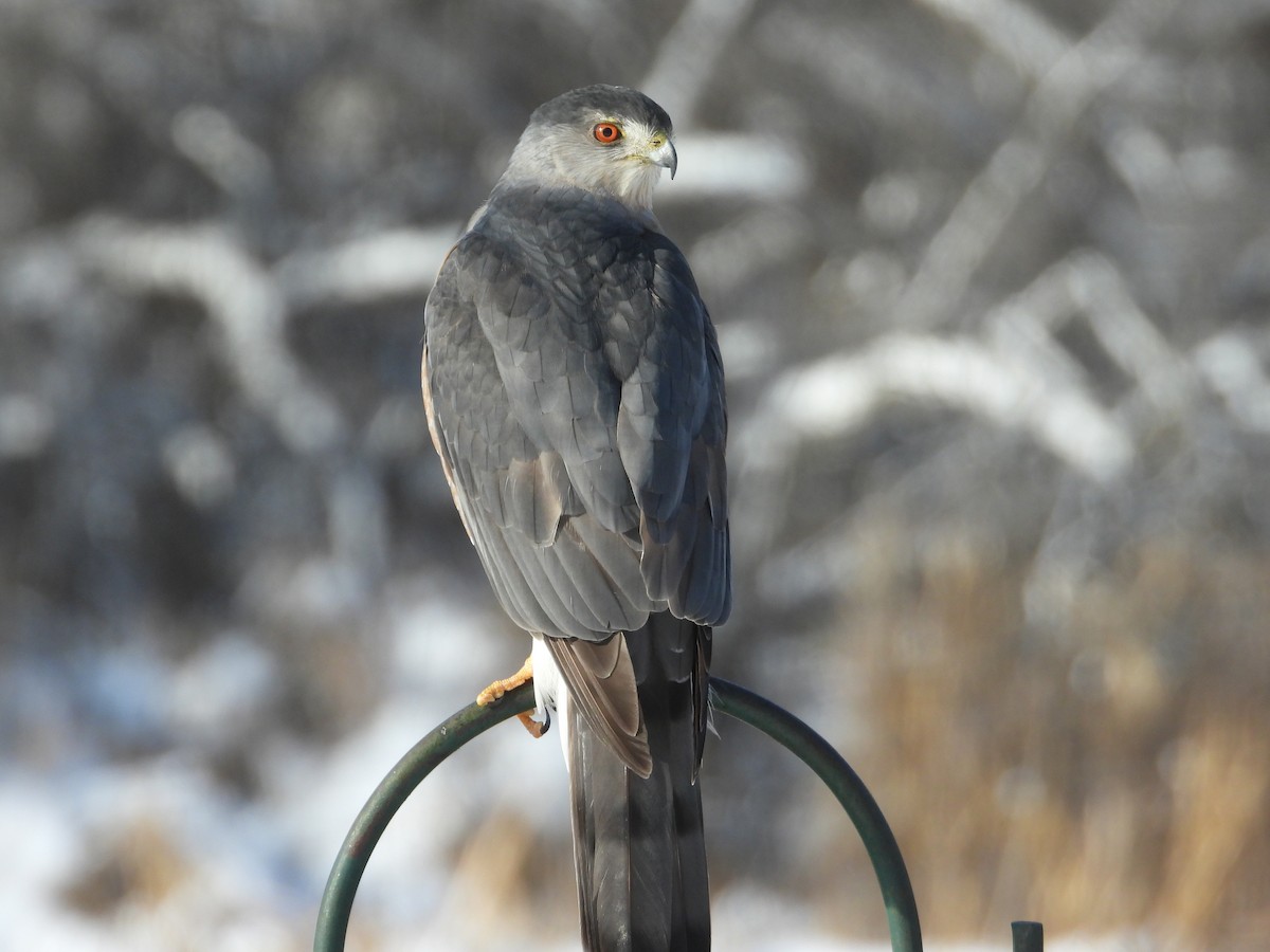 Cooper's Hawk - ML646250270