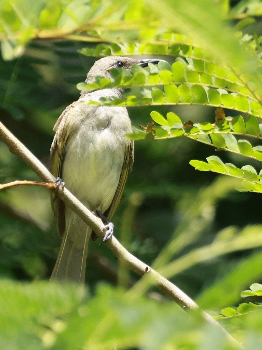 Brown Honeyeater - ML646250271