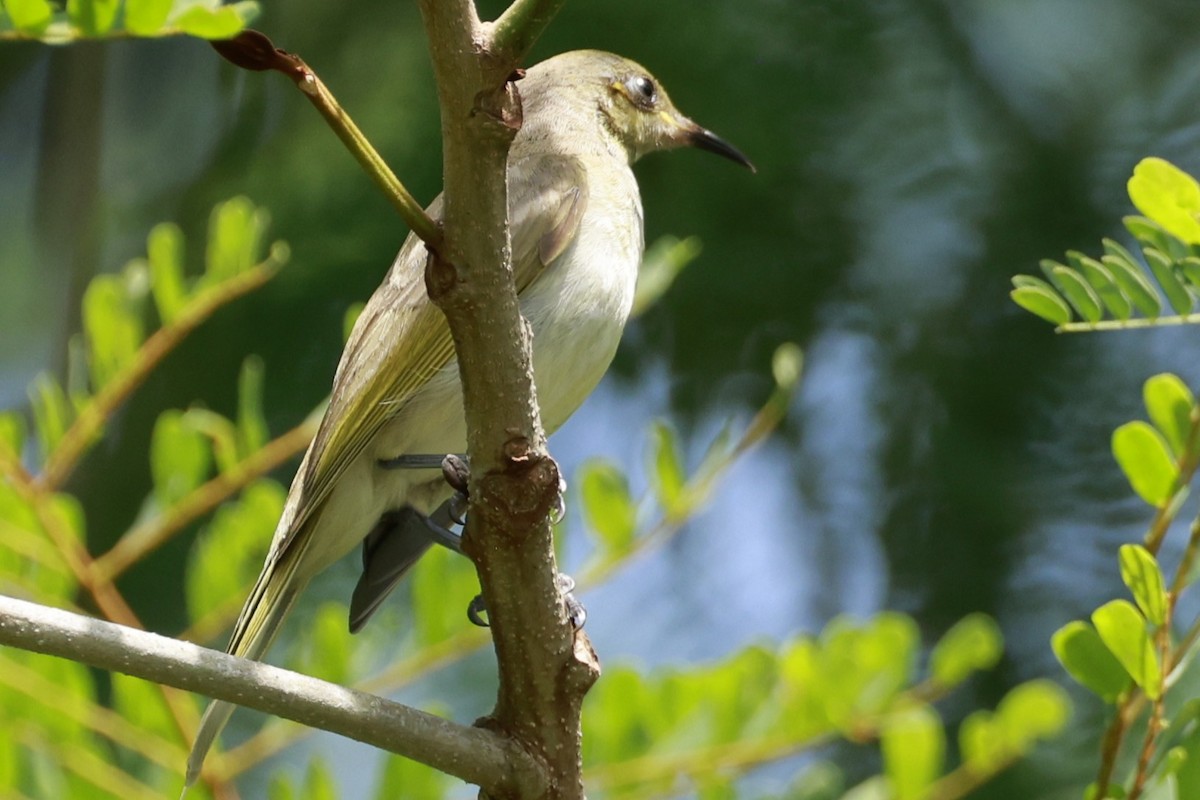 Brown Honeyeater - ML646250272