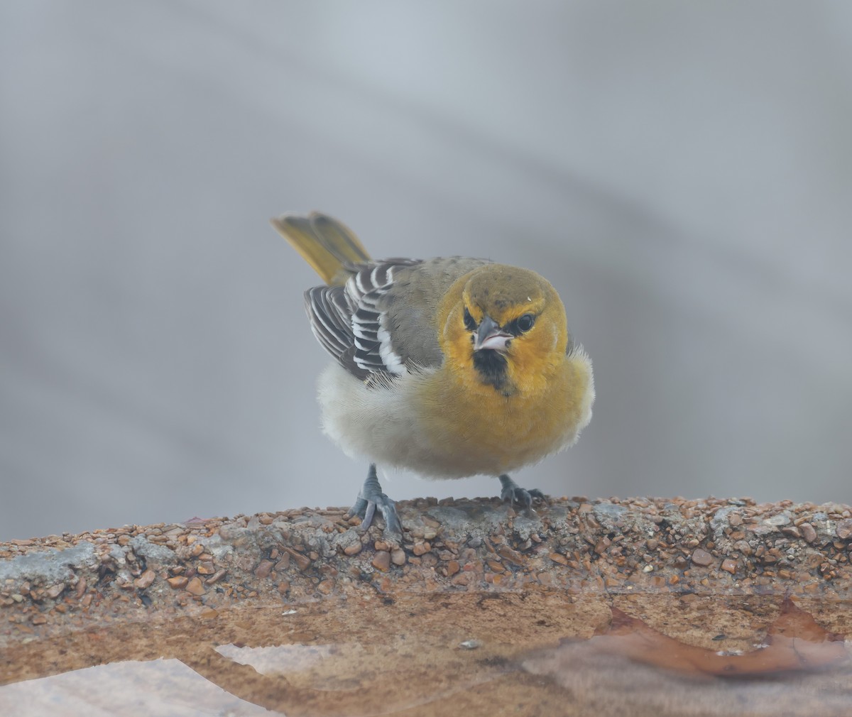 Bullock's Oriole - ML646250274