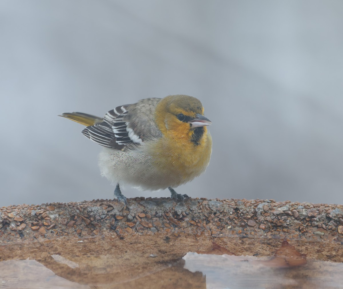 Bullock's Oriole - ML646250275