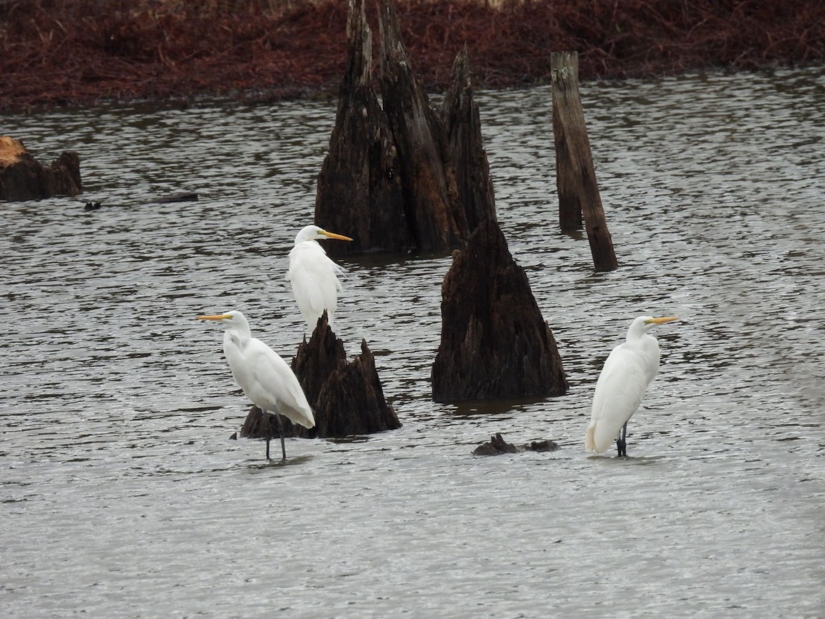 Great Egret - ML646250276