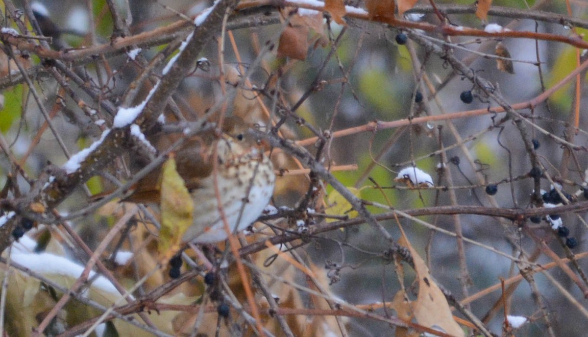 Hermit Thrush - ML646250280