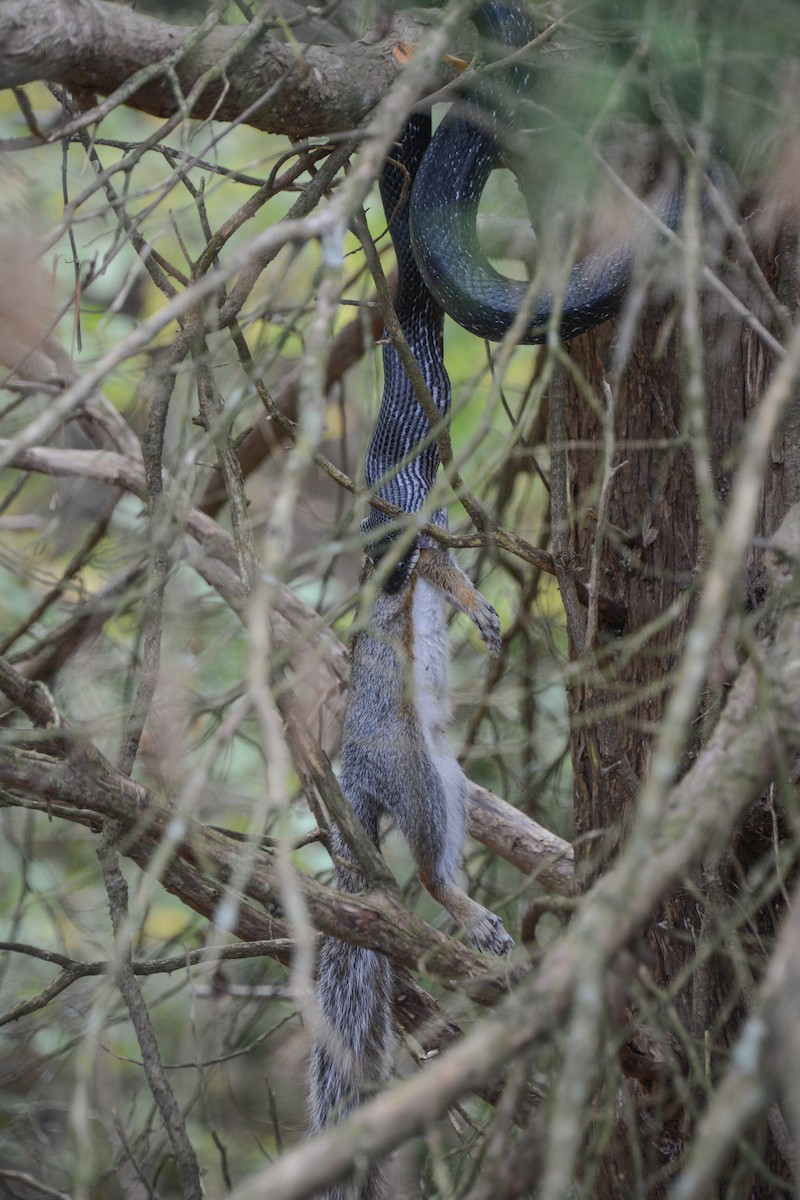 North American Ratsnakes - ML646250281
