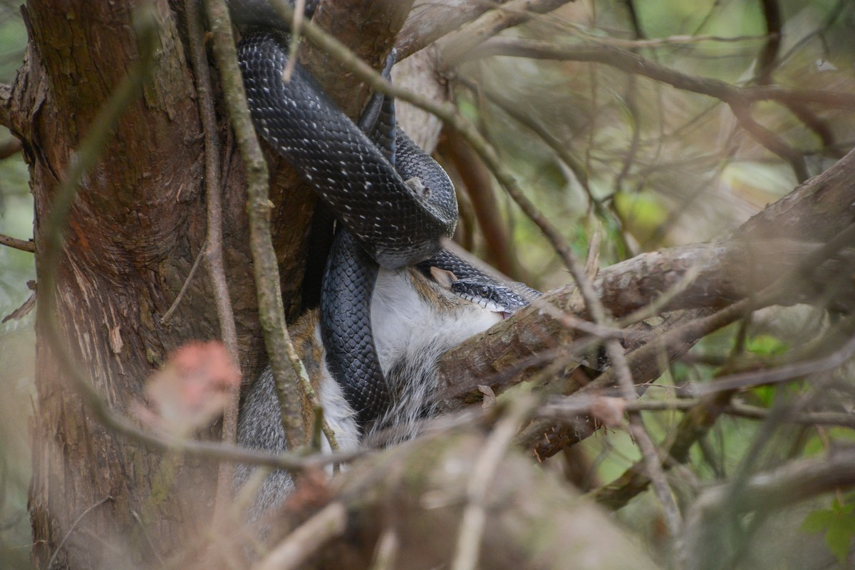 North American Ratsnakes - ML646250282