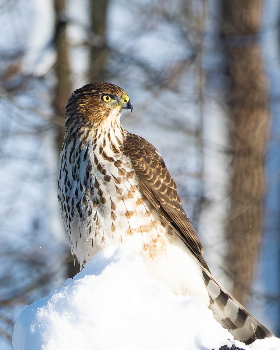 jestřáb americký - ML646250283