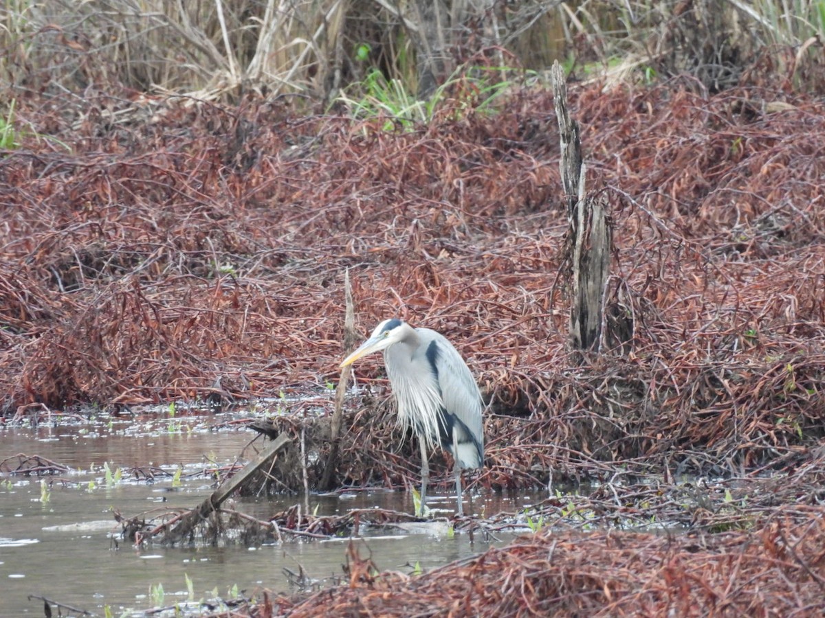 Great Blue Heron - ML646250287