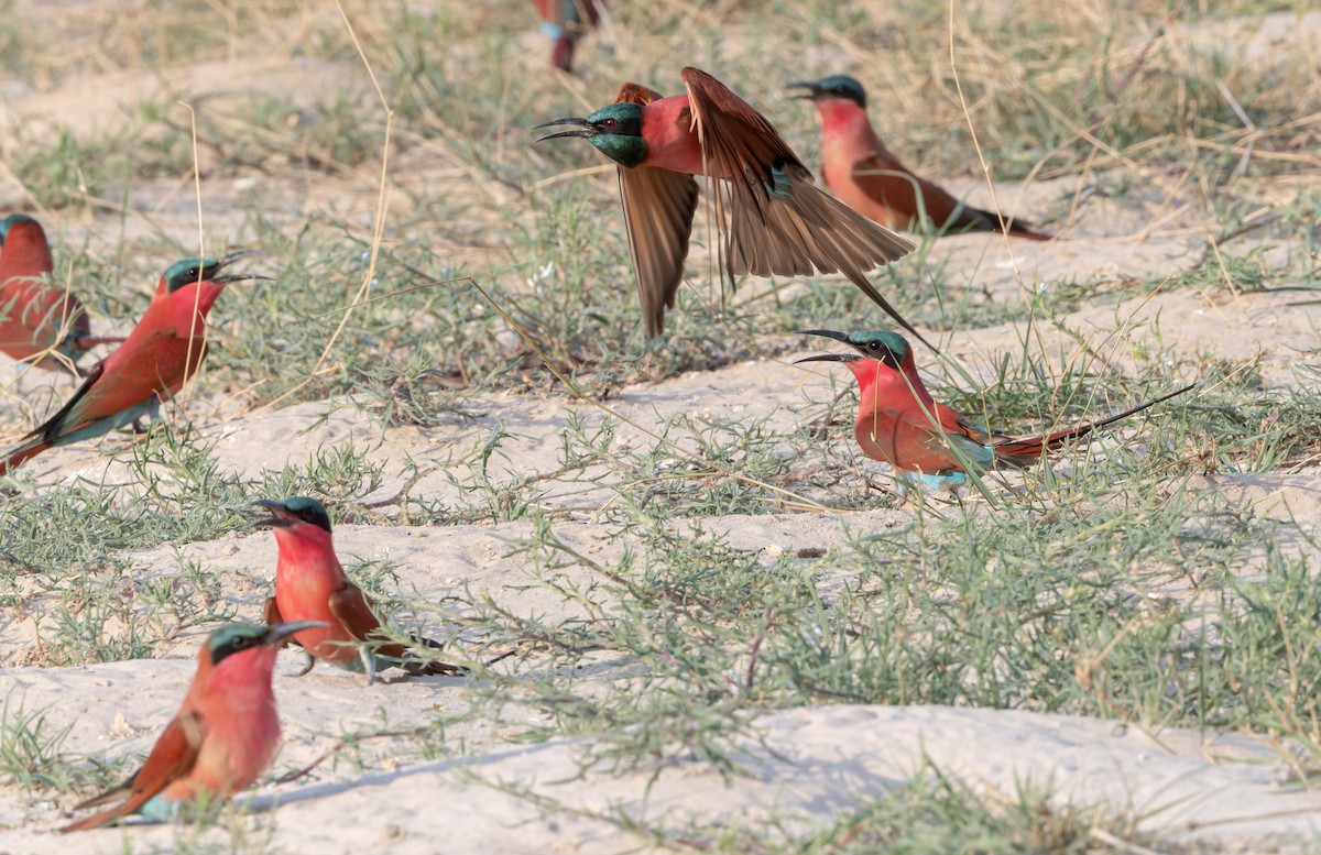 שרקרק ורוד - ML646250291
