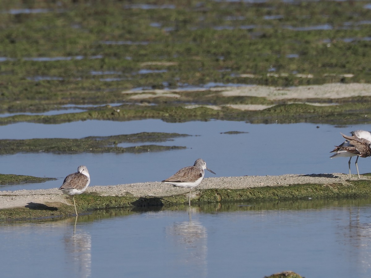 Common Greenshank - ML646250294