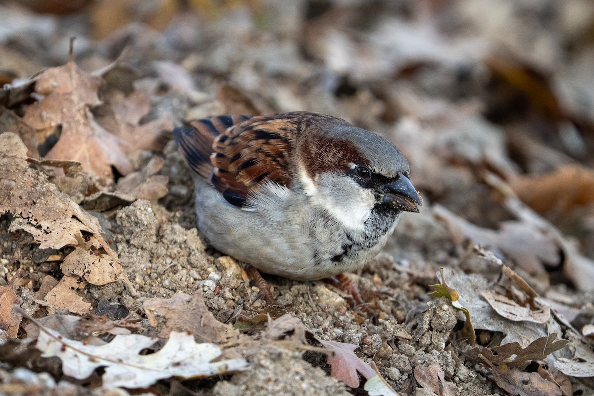 Gorrión Común - ML646250304