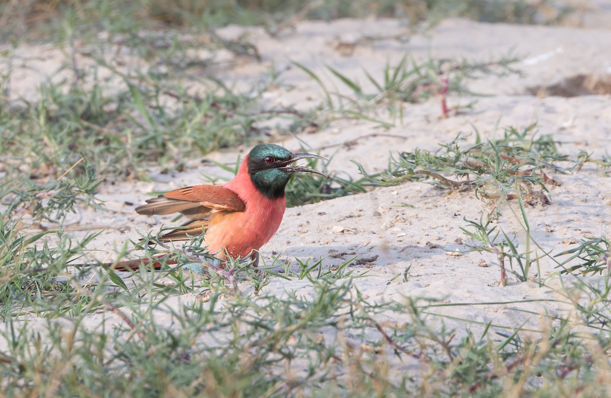 שרקרק ורוד - ML646250307