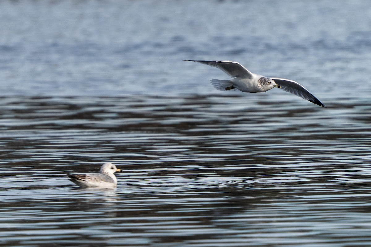 Ring-billed Gull - ML646250308