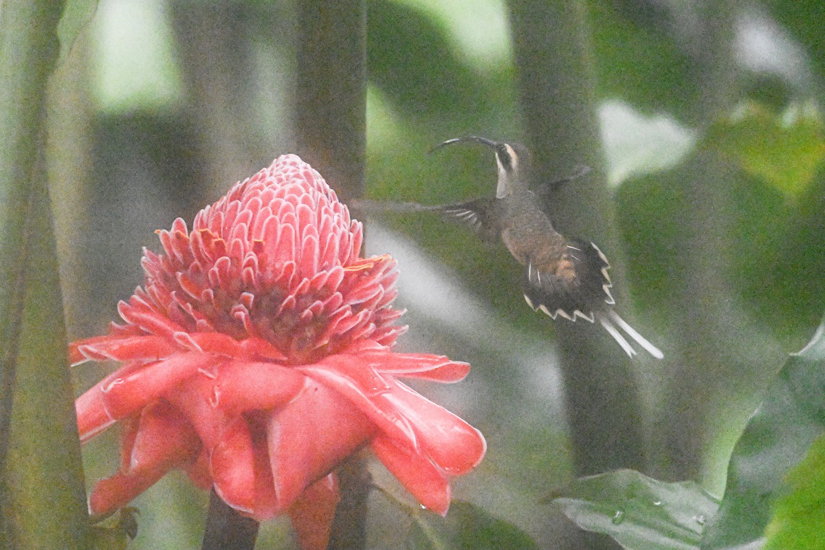 Long-billed Hermit - ML646250309